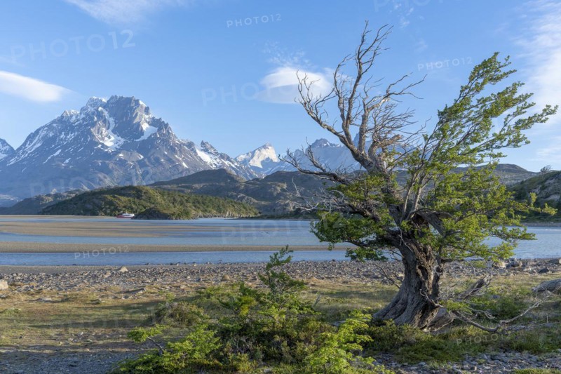 Shoreline vegetation in front of Lago Grey, Torres del Paine National Park, Parque Nacional Torres del Paine, Cordillera del Paine, Towers of the Blue Sky, Region de Magallanes y de la Antartica Chilena, Ultima Esperanza Province, UNESCO Biosphere Reserve, Patagonia, End of the World, Chile, South America