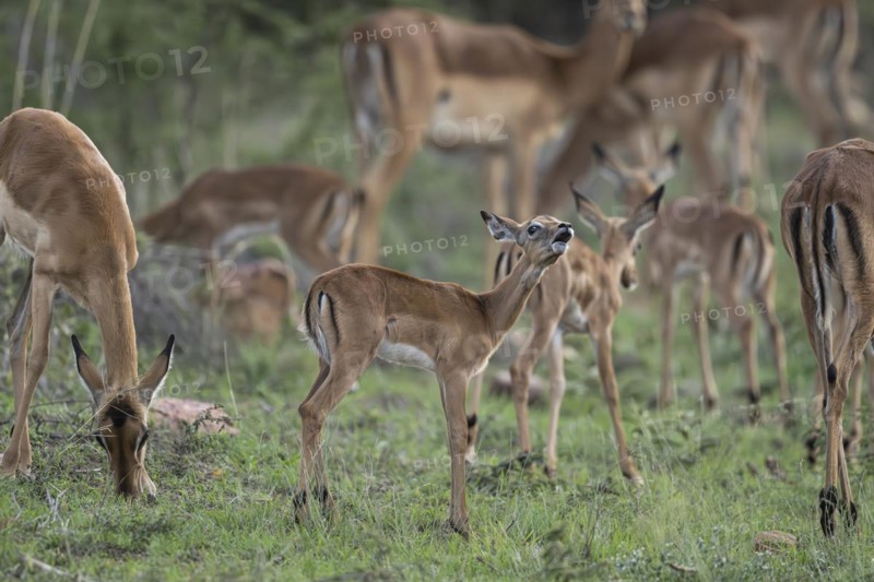 Black Heeler Antelope or Impala (Aepyceros melampus) herd with young, nursery, Madikwe Game Reserve, North West Province, South Africa, RSA, Africa