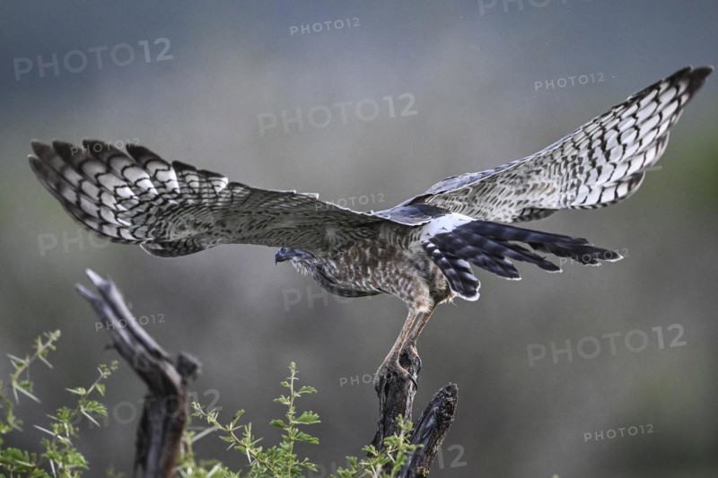 Silver Singing Goshawk, also known as pale chanting goshawk (Melierax canorus) juvenile, Madikwe Game Reserve, North West Province, South Africa, RSA, Africa
