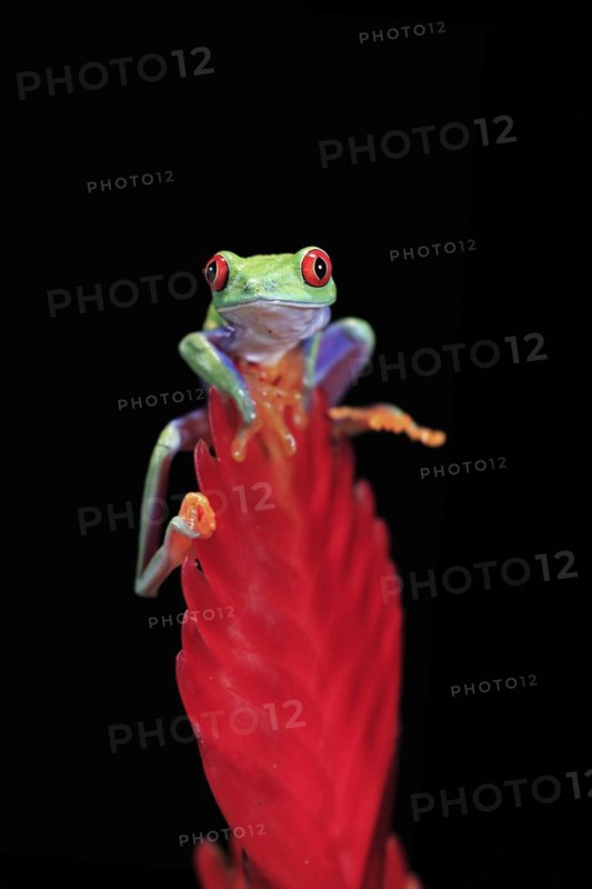 Red-eyed tree frog (Agalychnis callidryas), adult, on bromeliad, captive, Central America