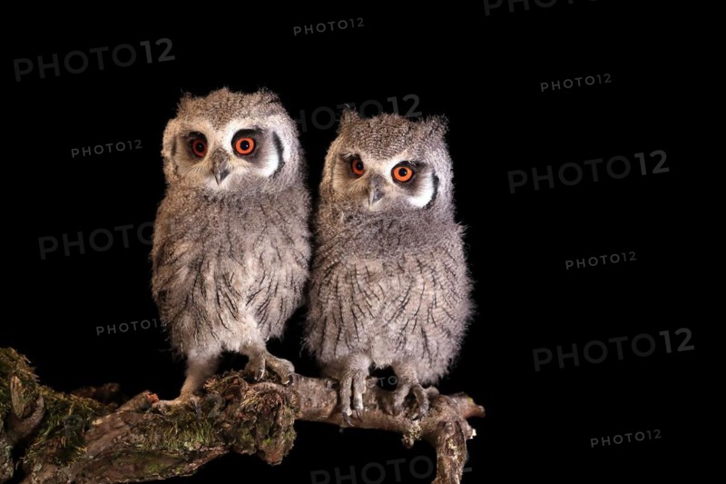 Southern white-faced owl (Ptilopsis granti), juvenile, two juveniles, siblings, at night, on guard, captive