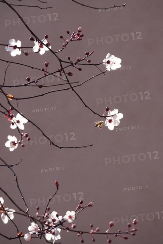 Beautiful blossom of an ornamental cherry, March, Germany, Europe
