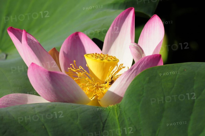 Detailed view of a pink-yellow lotus (Nelumbo), between green leaves, Stuttgart, Baden-Wuerttemberg, Germany, Europe