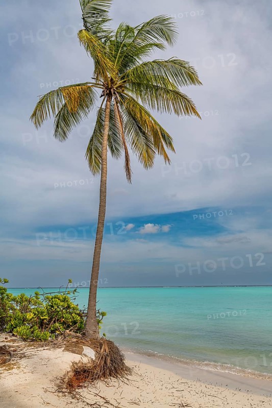 White sand beach, Tinnakara island, Lakshadweep archipelago, Union territory of India