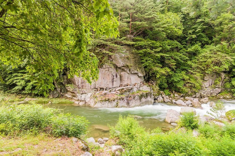 Calm river flowing through a rocky bed under a canopy of green leaves, in South Korea