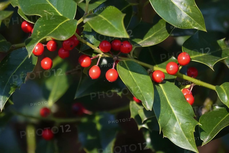 Holly (Ilex aquifolium), March, Germany, Europe