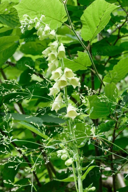 White flowers hanging from a plant surrounded by green leaves in nature white foxglove Digitalis