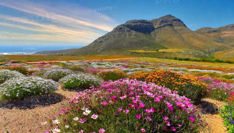 KI generated, The desert in Namaqualand blooms in August and September each year, Namibia, Africa