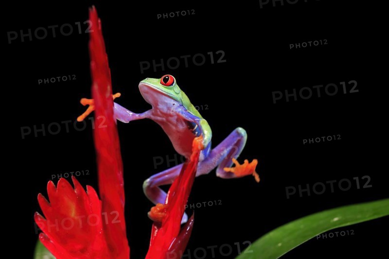 Red-eyed tree frog (Agalychnis callidryas), adult, on bromeliad, captive, Central America