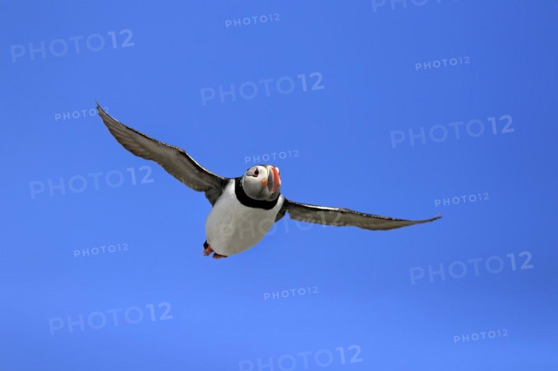 Puffin (Fratercula arctica), adult, flying, Farne Islands, England, Great Britain