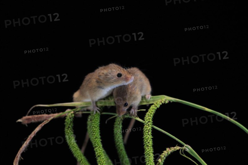 Eurasian harvest mouse (Micromys minutus), adult, two, pair, on plant stalks, spikes, foraging, at night, Scotland, Great Britain