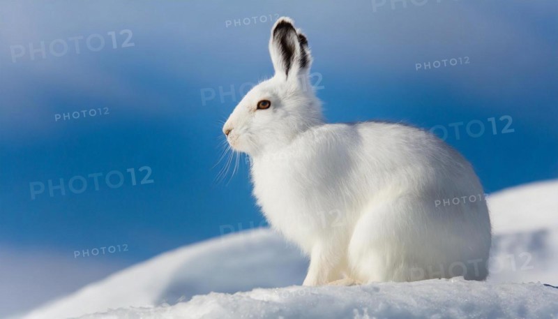 AI generated, A snow hare in winter, (lepus timidus)