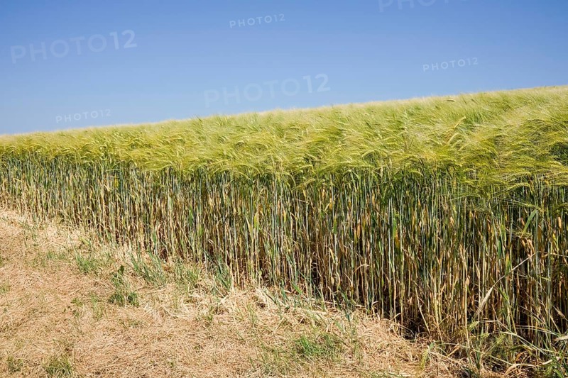 Golden stubble of a barley field under a blue sky