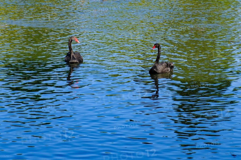 Two mourning swans (Cygnus atratus), black swan, North Rhine-Westphalia, Germany, Europe