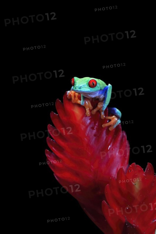 Red-eyed tree frog (Agalychnis callidryas), adult, on bromeliad, captive, Central America