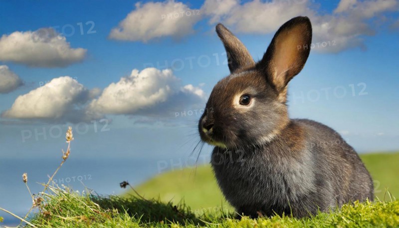 KI generated, A colourful dwarf rabbit in a meadow in summer, side view, (Brachylagus idahoensis)