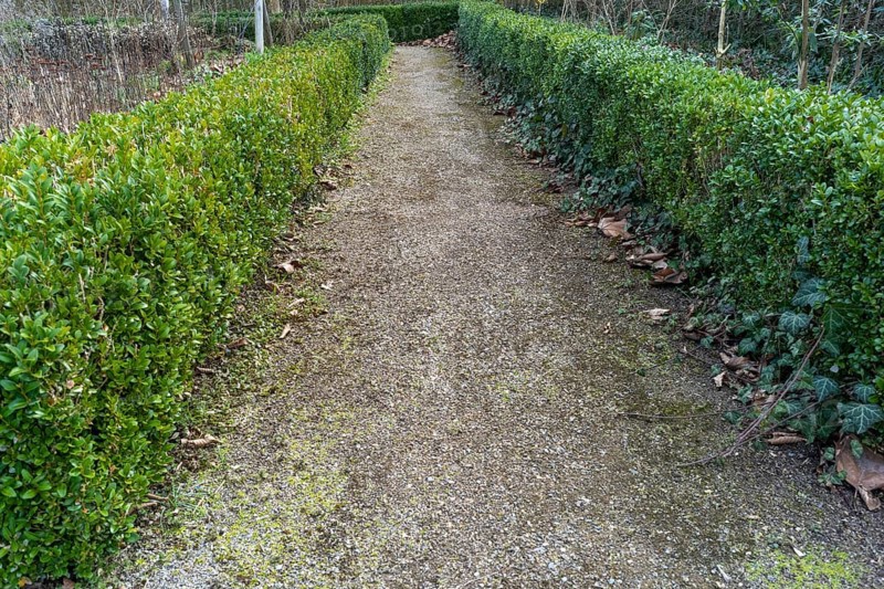 Gravel path surrounded by green hedges in a garden