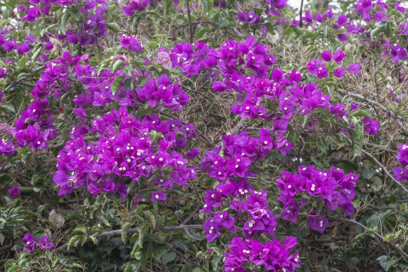 Bougainvillea, Lanzarote, Canary Islands, Spain, Europe