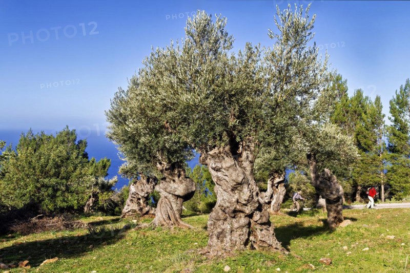 Olive grove with twisted trunks under a clear blue sky on a sunny day, Hiking tour from Estellences to Banyalbufar, Mallorca