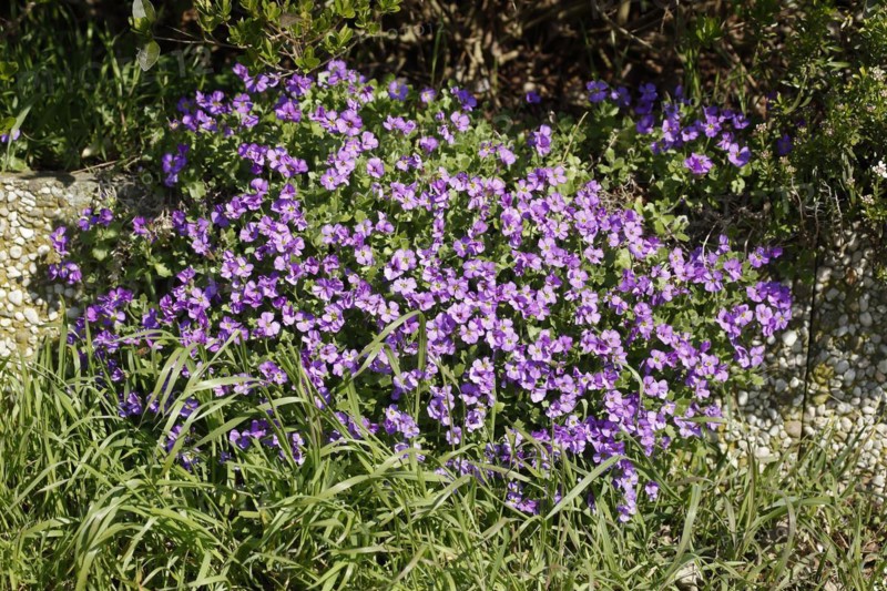 Purple flowering primroses in a flower bed, Closeup, Germany, Europe