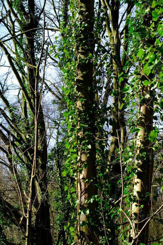 Trees with ivy (Hedera) growth, North Rhine-Westphalia, Germany, Europe