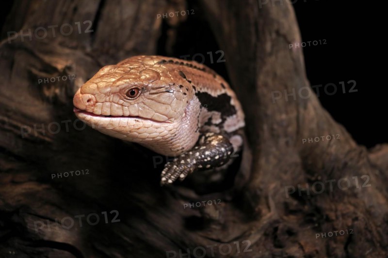 Indonesian blue-tongued skink (Tiliqua gigas), adult, captive, Indonesia, Asia