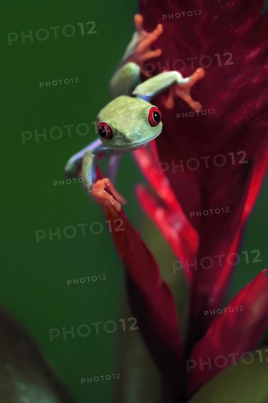 Red-eyed tree frog (Agalychnis callidryas), adult, on bromeliad, captive, Central America