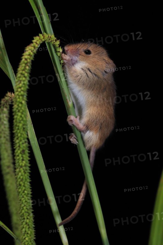 Eurasian harvest mouse (Micromys minutus), adult, on plant stalks, ears of corn, foraging, at night, Scotland, Great Britain
