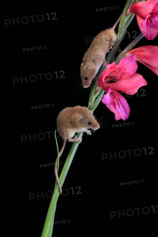 Eurasian harvest mouse (Micromys minutus), adult, two, pair, on plant stem, flowering, foraging, at night, Scotland, Great Britain