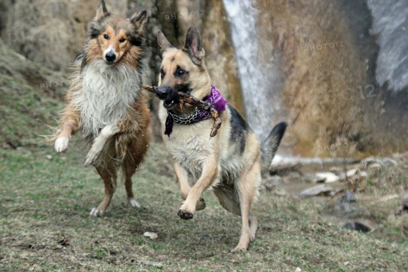Two dogs playing with a toy near a waterfall, Amazing Dogs in the Nature