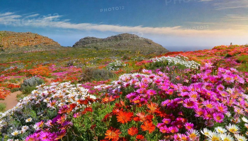 KI generated, The desert in Namaqualand blooms in August and September each year, Namibia, Africa