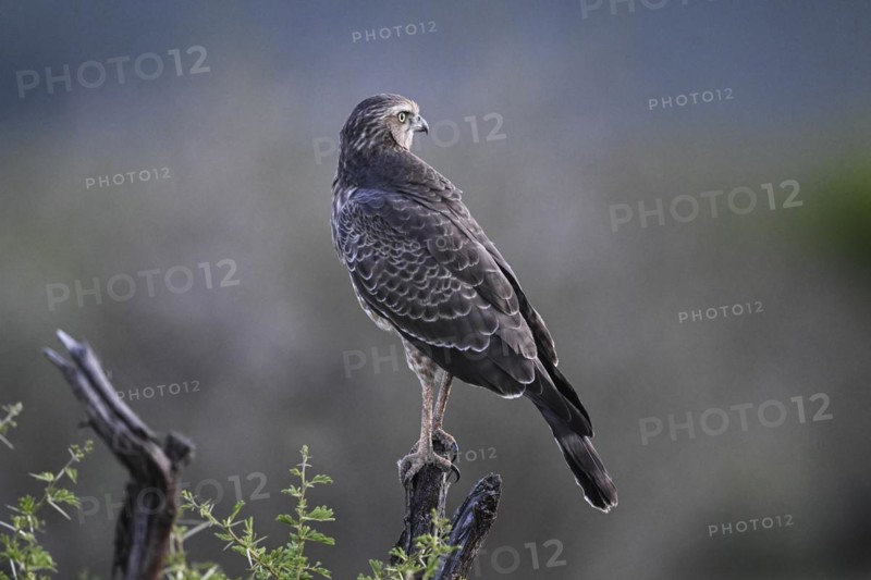 Silver Singing Goshawk, also known as pale chanting goshawk (Melierax canorus) juvenile, Madikwe Game Reserve, North West Province, South Africa, RSA, Africa