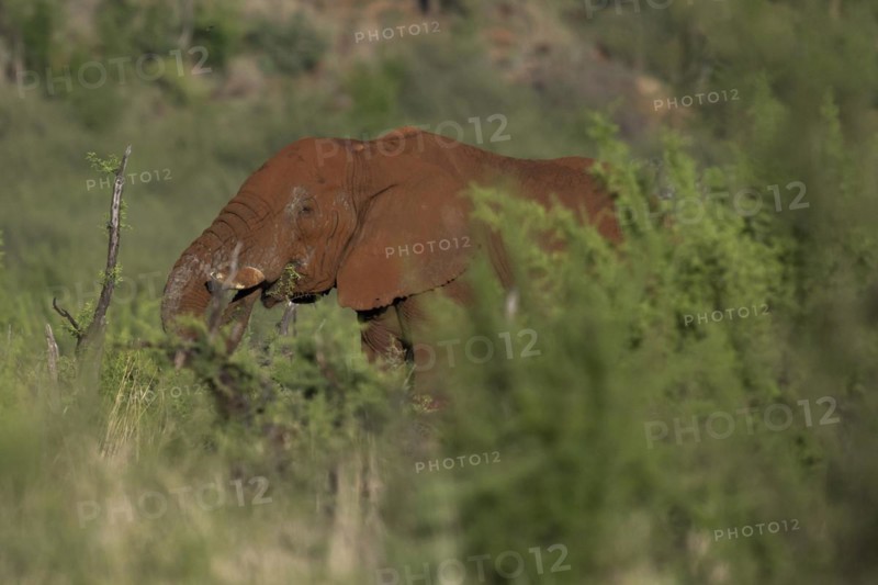 African elephant (Loxodonta africana) Madikwe Game Reserve, North West Province, South Africa, RSA, Africa