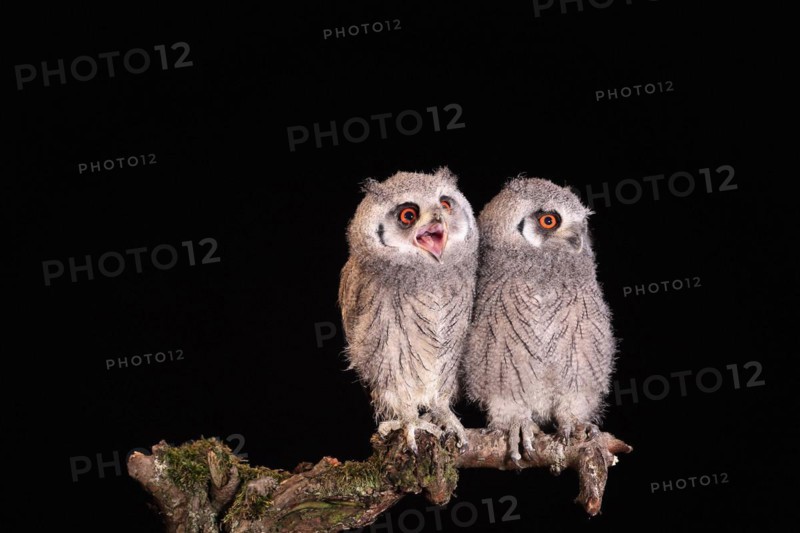 Southern white-faced owl (Ptilopsis granti), juvenile, two juveniles, siblings, at night, on guard, captive