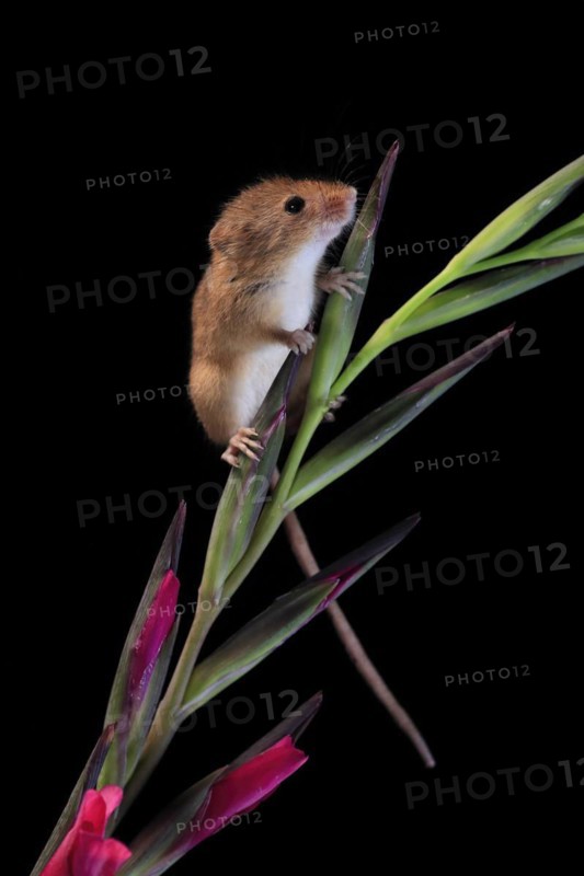 Eurasian harvest mouse (Micromys minutus), adult, on plant stem, flowering, foraging, at night, Scotland, Great Britain