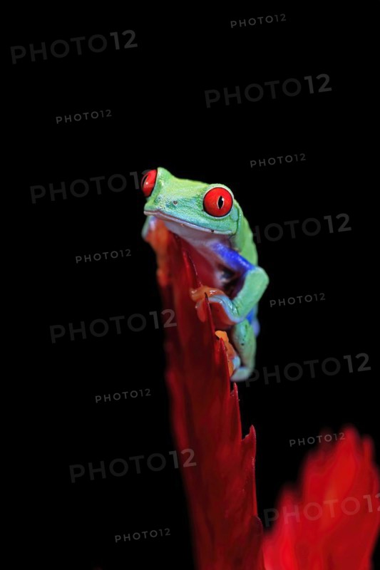 Red-eyed tree frog (Agalychnis callidryas), adult, on bromeliad, captive, Central America