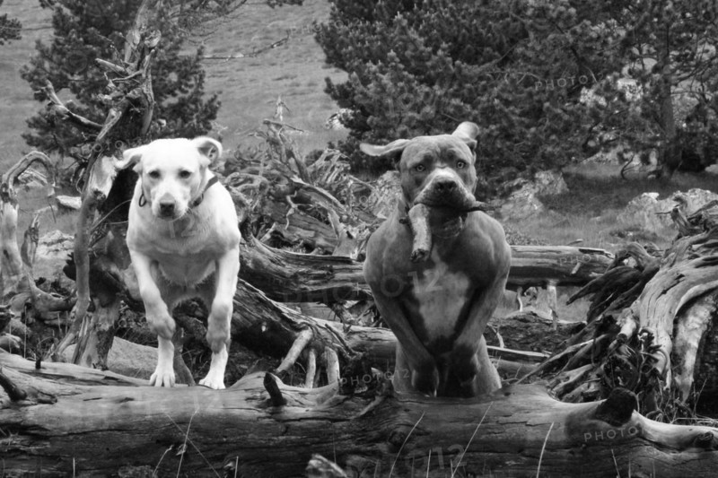 Monochrome image of two dogs on a fallen log in a wild terrain, Amazing Dogs in the Nature