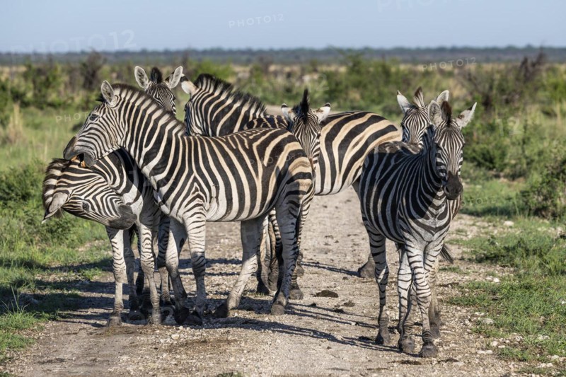 Plains zebra (Equus quagga) herd, Madikwe Game Reserve, North West Province, South Africa, RSA, Africa