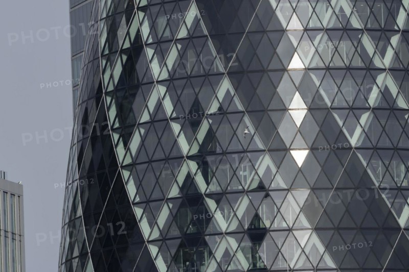 The Gherkin skyscraper building close up of window details with a Herring gull (Larus argentatus) bird flying past, City of London, England, United Kingdom, Europe