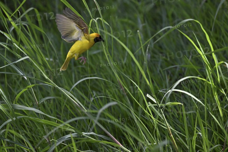 Southern masked weaver (Ploceus velatus) collecting nesting material, Madikwe Game Reserve, North West Province, South Africa, RSA, Africa