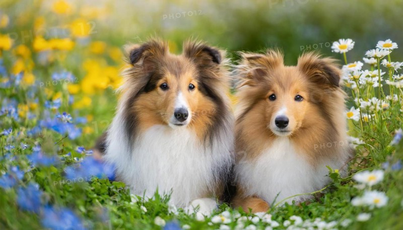 KI generated, Two long-haired collies lying in a colourful flower meadow, (Canis lupus familiaris), Lassie