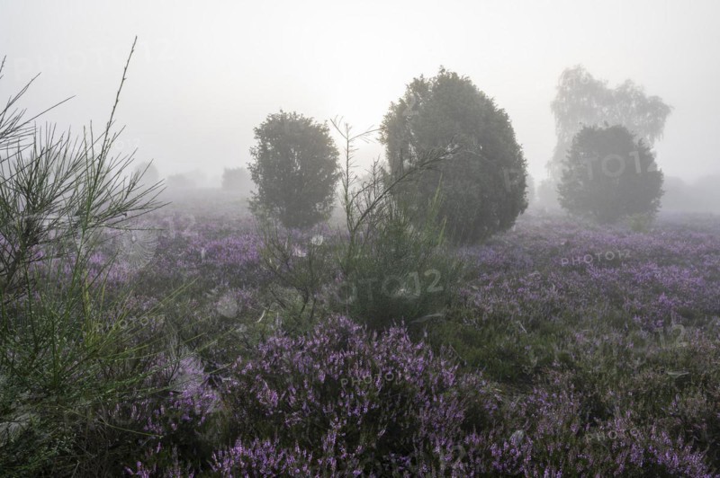 Heath landscape, flowering common heather (Calluna vulgaris), common broom (Cytisus scoparius) and common juniper (Juniperus communis), spider webs, morning mist, Lueneburg Heath, Lower Saxony, Germany, Europe