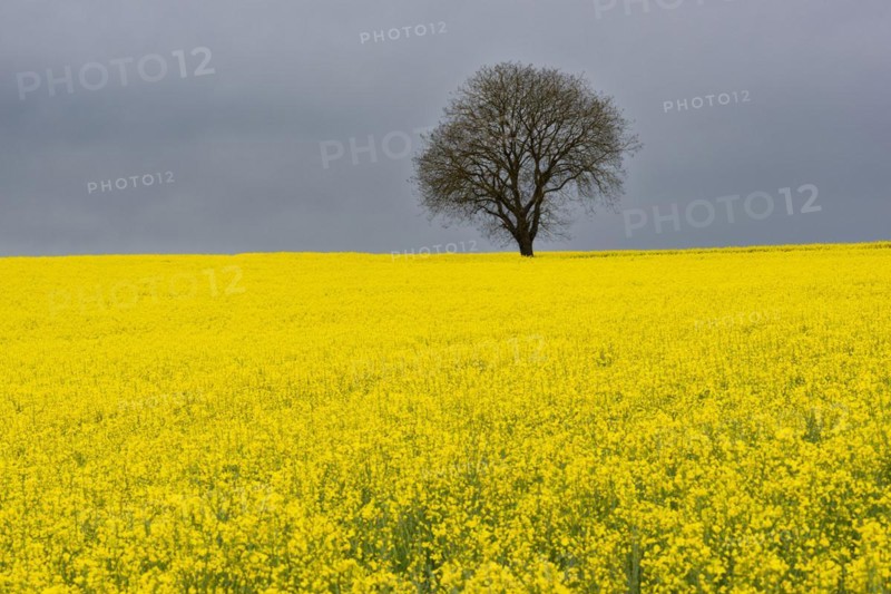 Old English oak (Quercus robur), on the Hoedinger Berg, Hoedingen, Lake Constance district, Upper Swabia, Baden-Wuerttemberg, Germany, Europe
