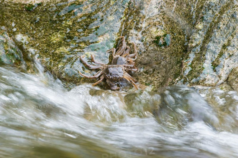 Two chinese mitten crab (Eriocheir sinensis), invasive species, neozoon, crabs, young animals cling to a rock on their migration upstream, flowing, moving water washes around stones, motion blur conveys the flow velocity, river, water body, barrage of the Elbe in Geesthacht, wiping effect, long exposure, soft focus, Lower Saxony, Schleswig-Holstein, Germany, Europe