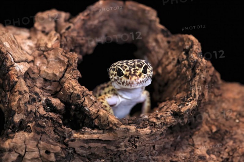 Leopard gecko (Eublepharis macularius), adult, portrait, looks out of burrow, captive