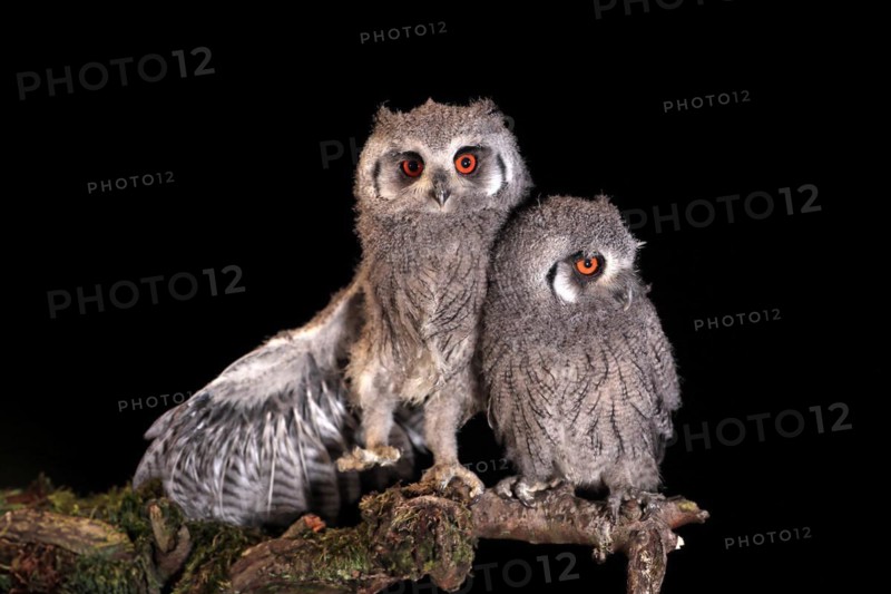 Southern white-faced owl (Ptilopsis granti), juvenile, two juveniles, siblings, at night, on guard, captive