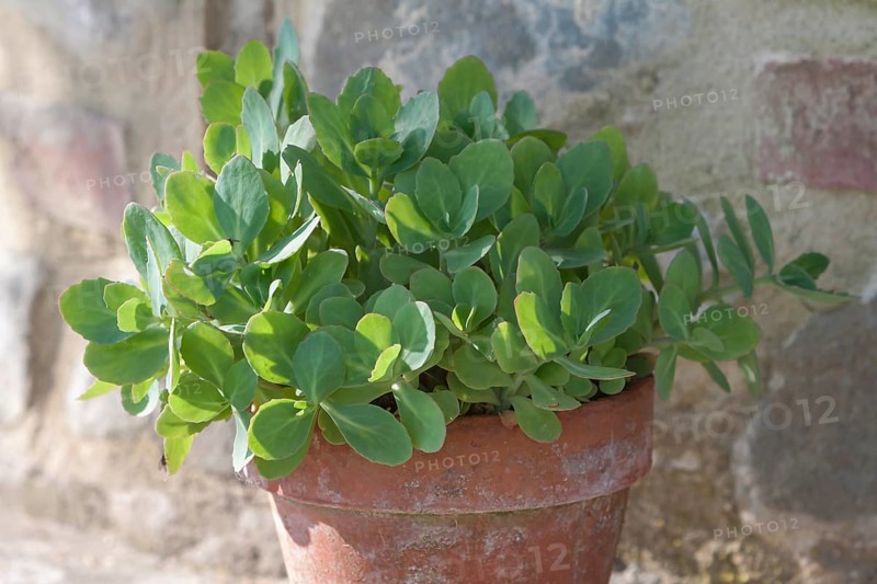 Forest stonecrop (Hylotelephium) in a clay pot, Tuscany, Italy, Europe