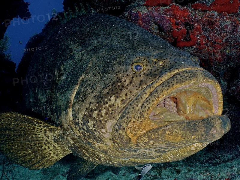 Atlantic goliath grouper (Epinephelus itajara) with open mouth at cleaning station. Dive site John Pennekamp Coral Reef State Park, Key Largo, Florida Keys, Florida, USA, North America