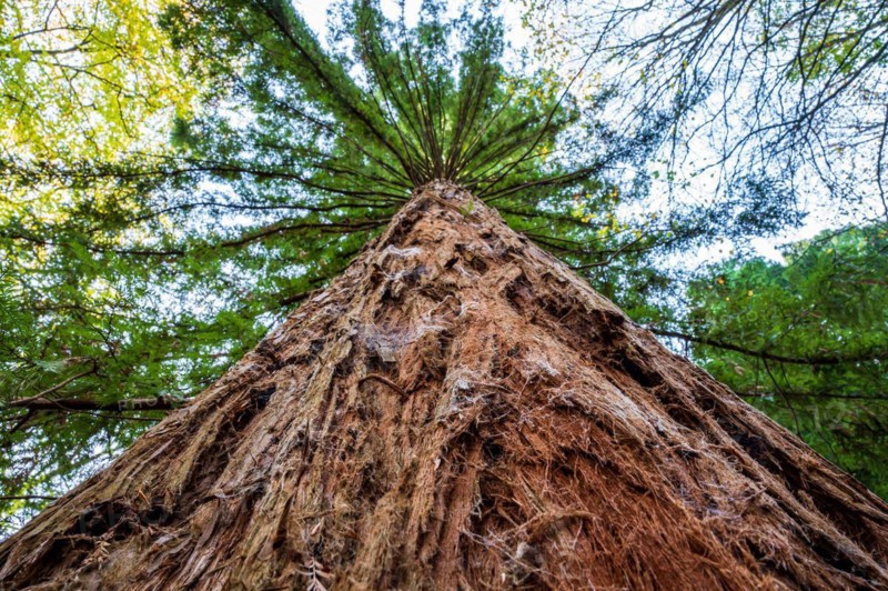 View from the ground up a massive tree trunk into the treetop towards the sky, sequoia, Sequoioideae, Arboretum Burgholz, Wuppertal, Bergisches Land, North Rhine-Westphalia