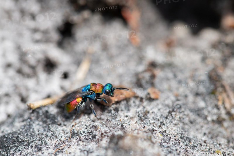 Sand gold wasp (Hedychrum nobile), sitting on sandy soil, Neustaedter Moor nature reserve, Wagenfeld, Lower Saxony, Germany, Europe